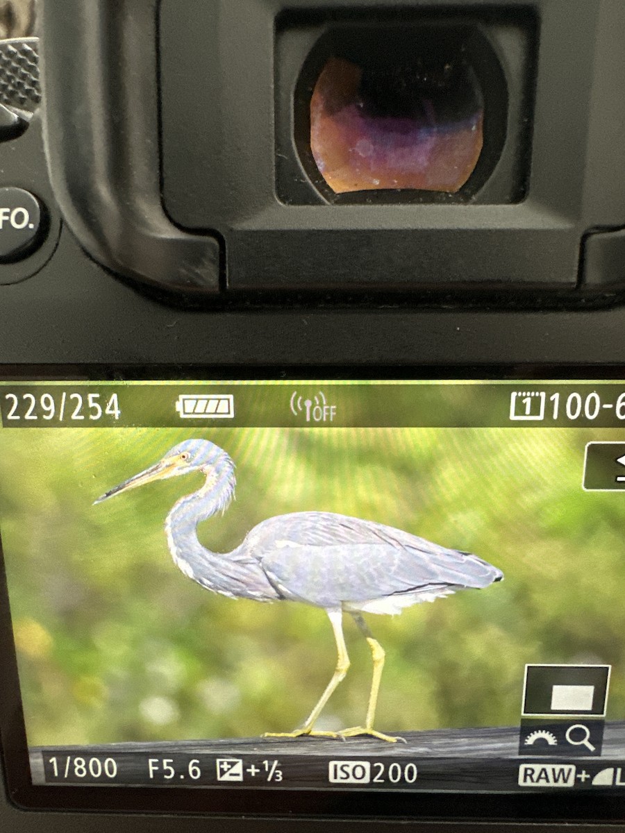 Tricolored Heron - ML626537710
