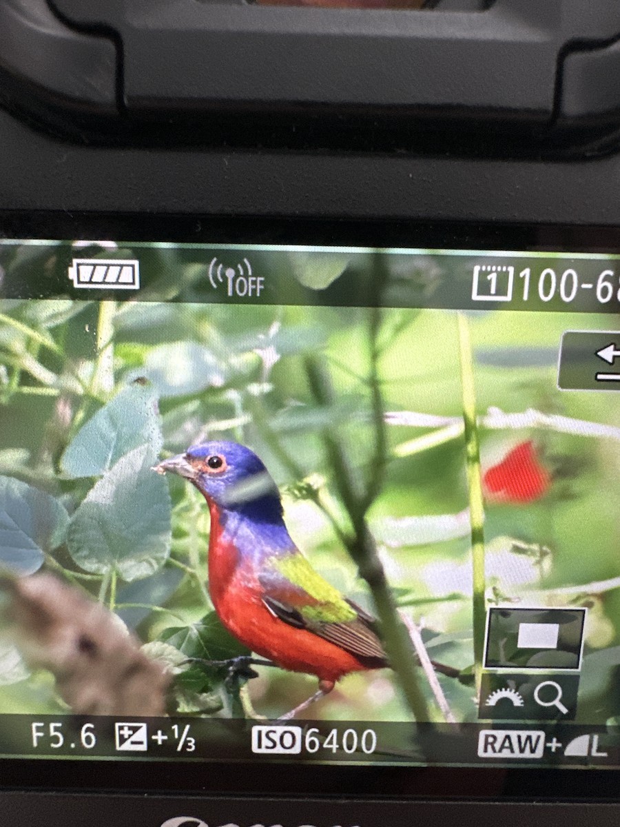Painted Bunting - ML626537725