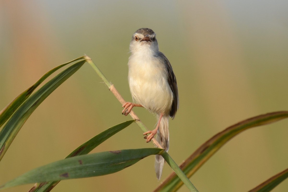 vannprinia - ML626537749