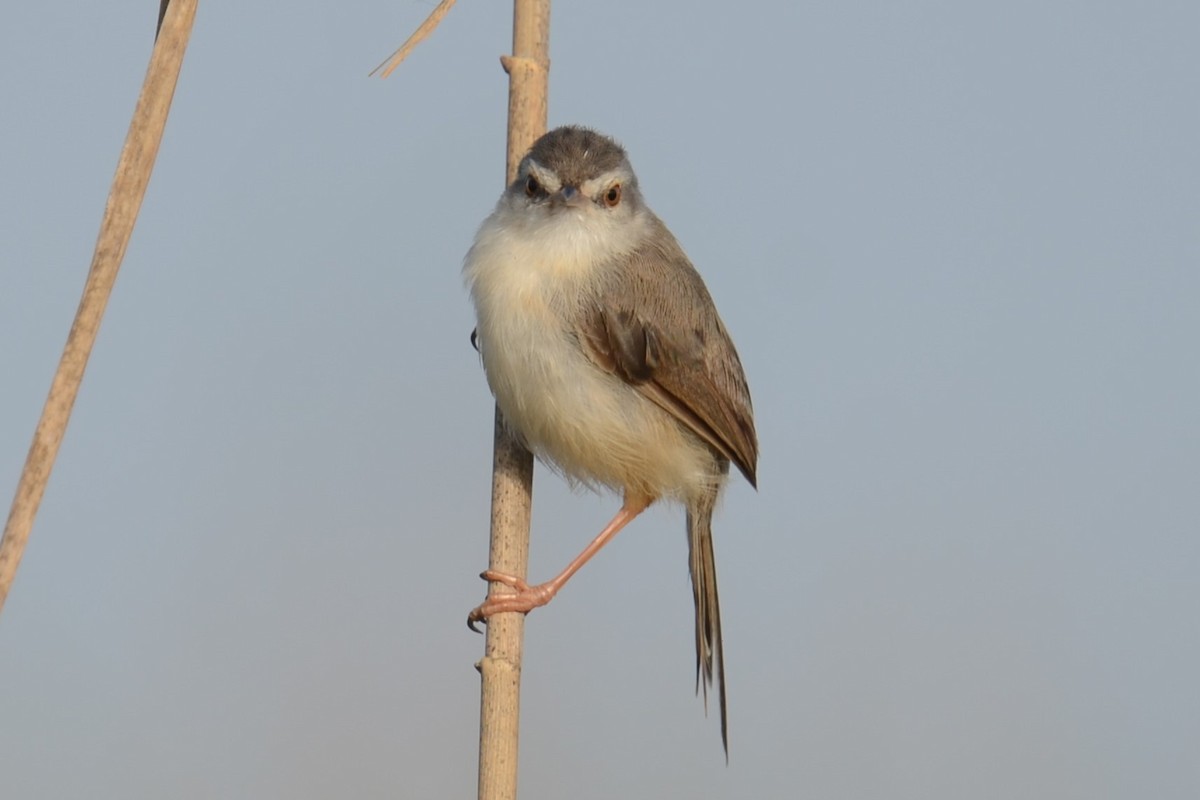 vannprinia - ML626537750