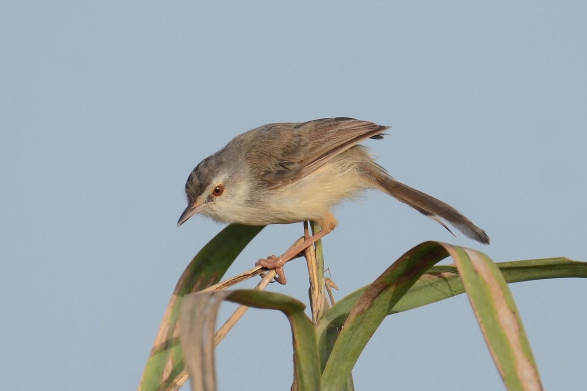 vannprinia - ML626537751