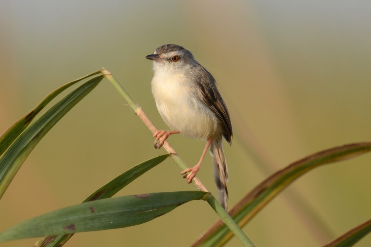 vannprinia - ML626537752