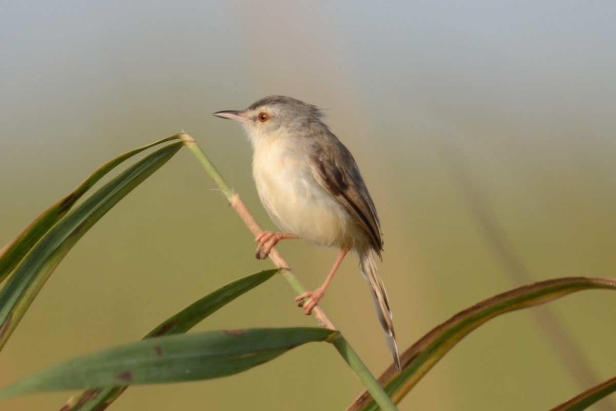 vannprinia - ML626537753