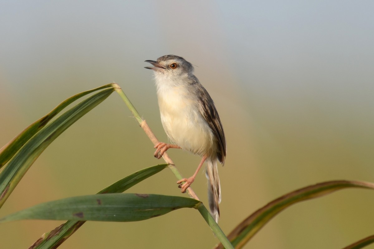 vannprinia - ML626537754