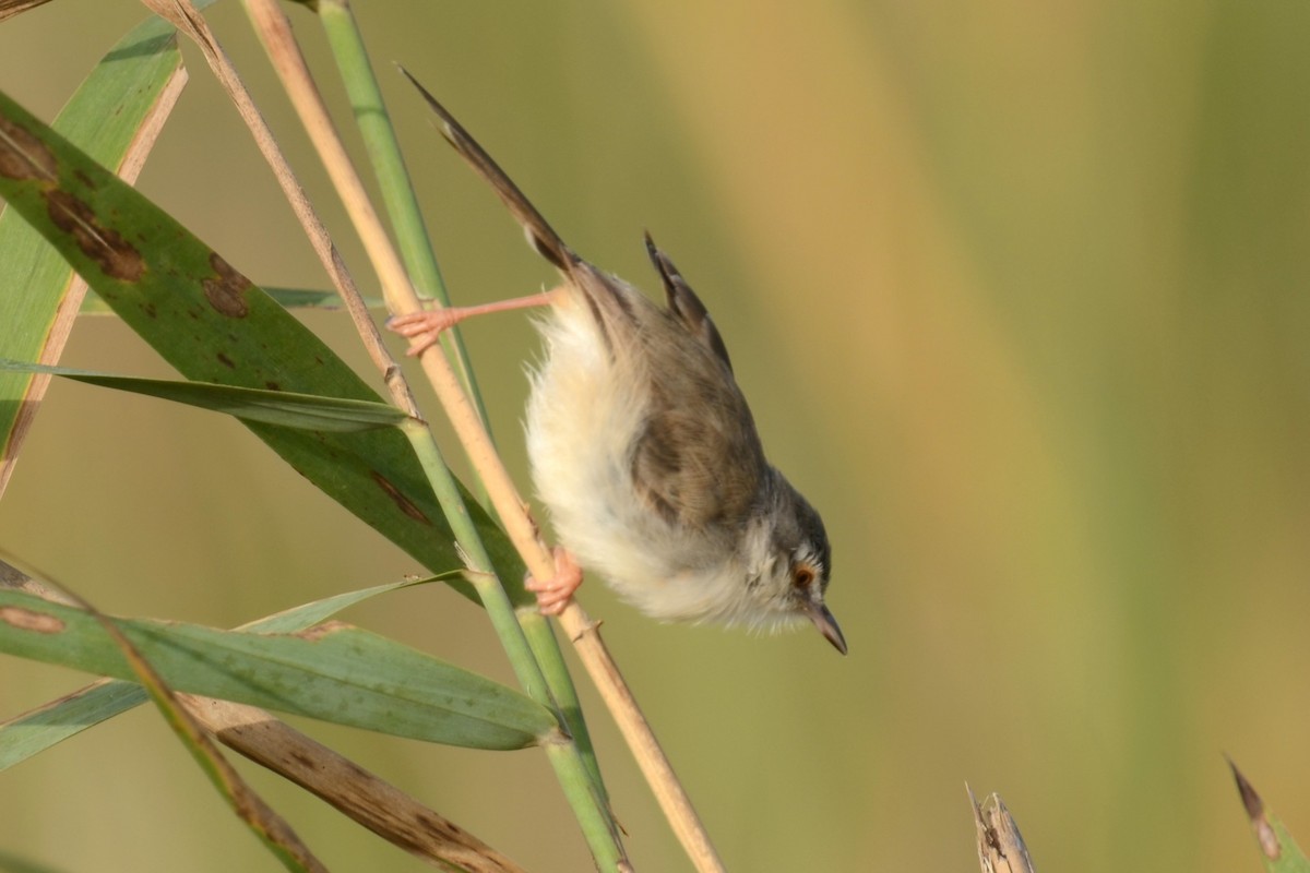 vannprinia - ML626537755