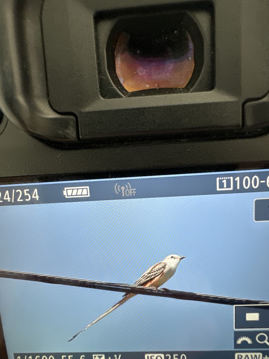 Scissor-tailed Flycatcher - ML626537794