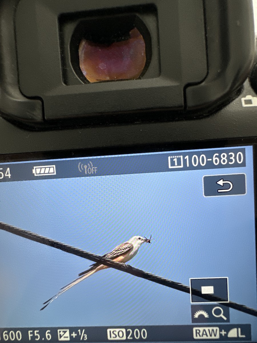 Scissor-tailed Flycatcher - ML626537821