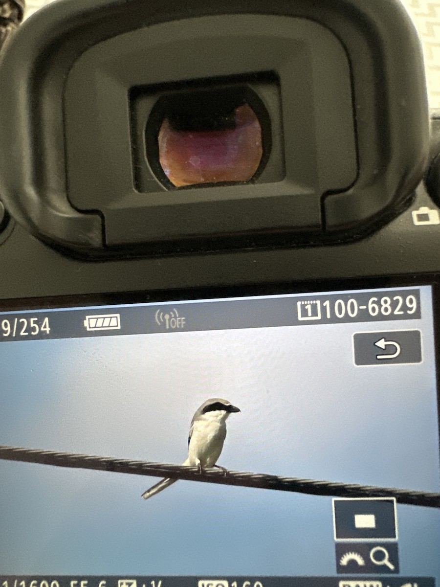 Loggerhead Shrike - ML626537829