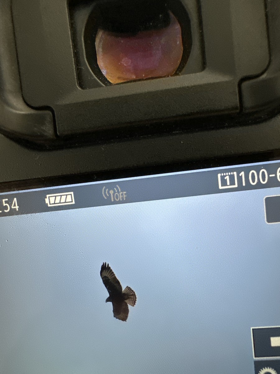 Short-tailed Hawk - ML626537844