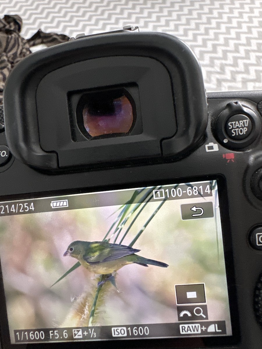Painted Bunting - ML626537856