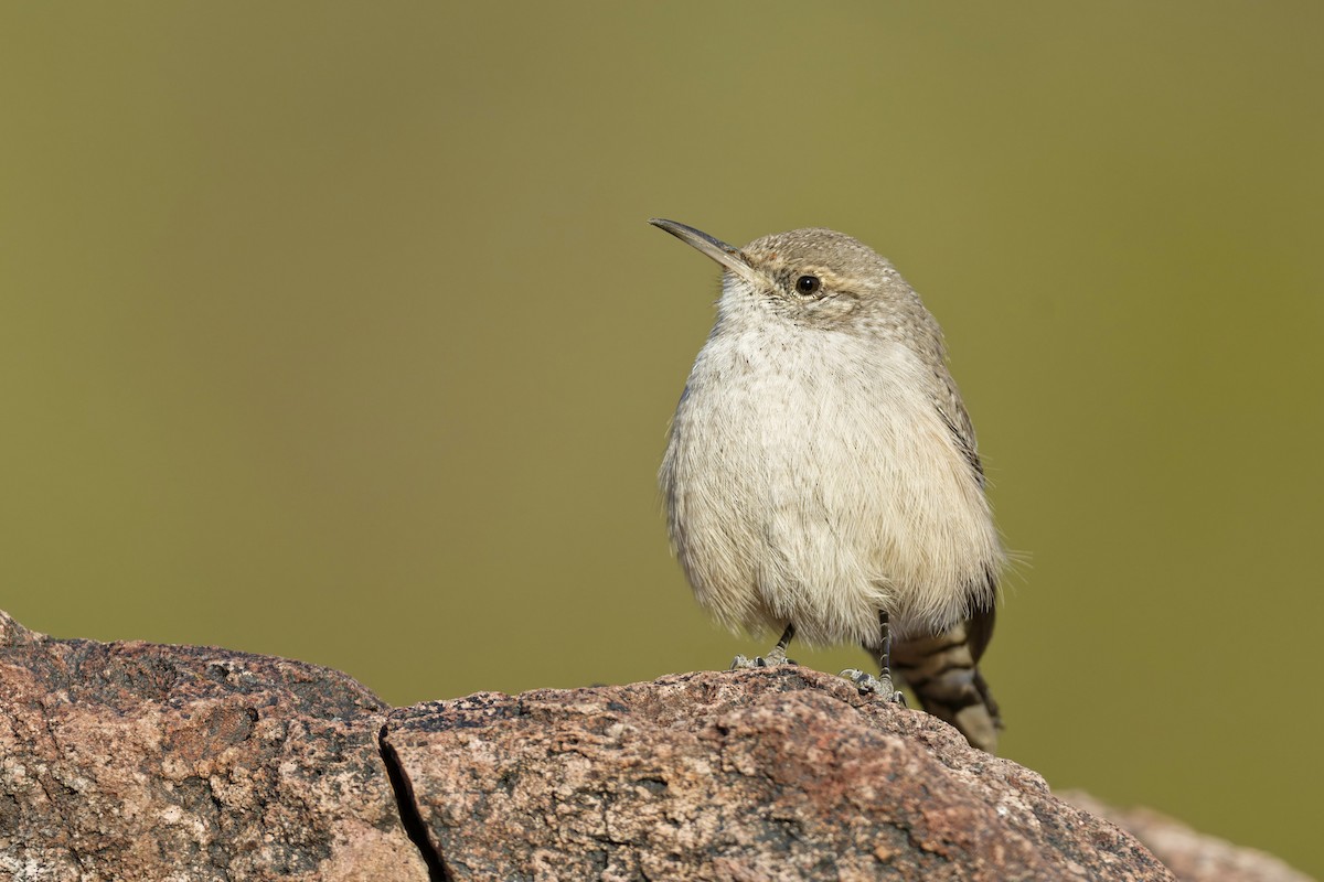 Rock Wren - ML626537866