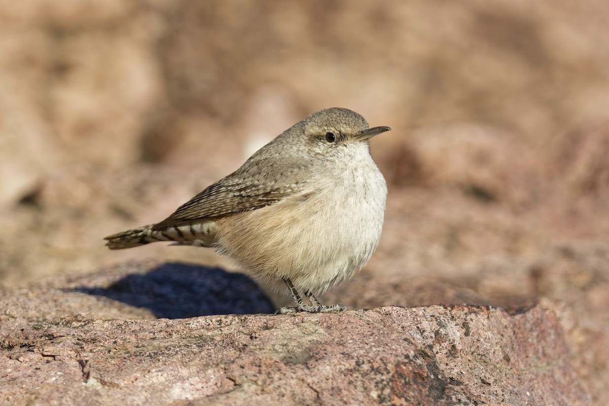 Rock Wren - ML626537867