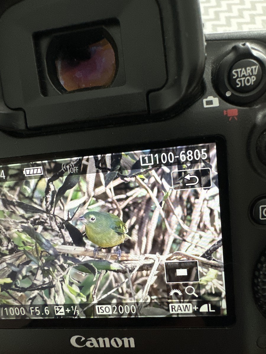 Painted Bunting - ML626537872