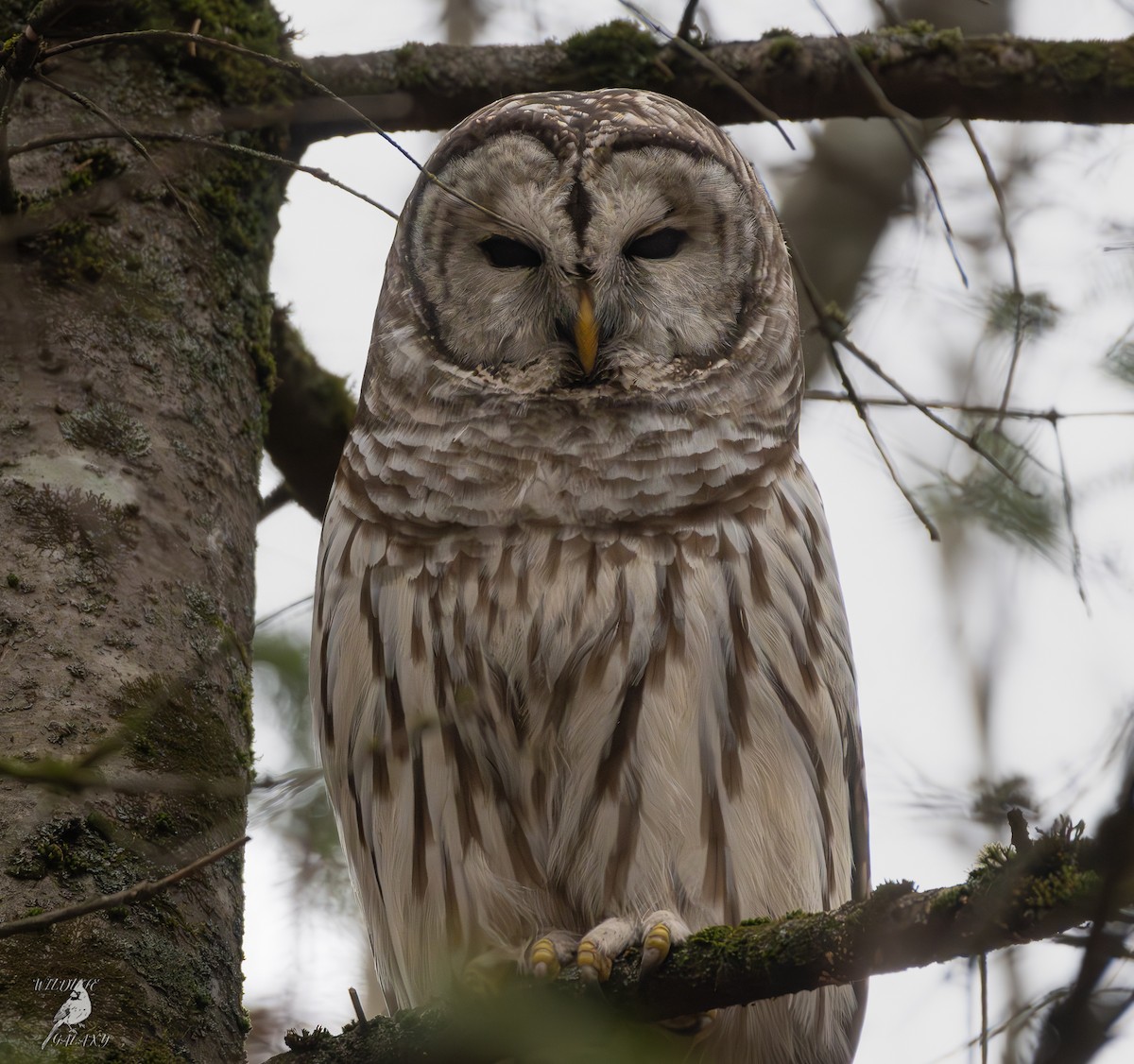 Barred Owl - ML626537894