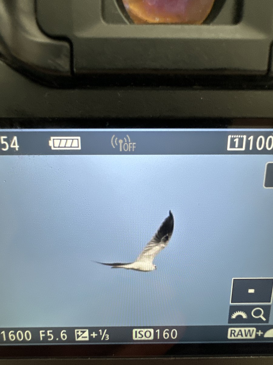 White-tailed Kite - ML626537914