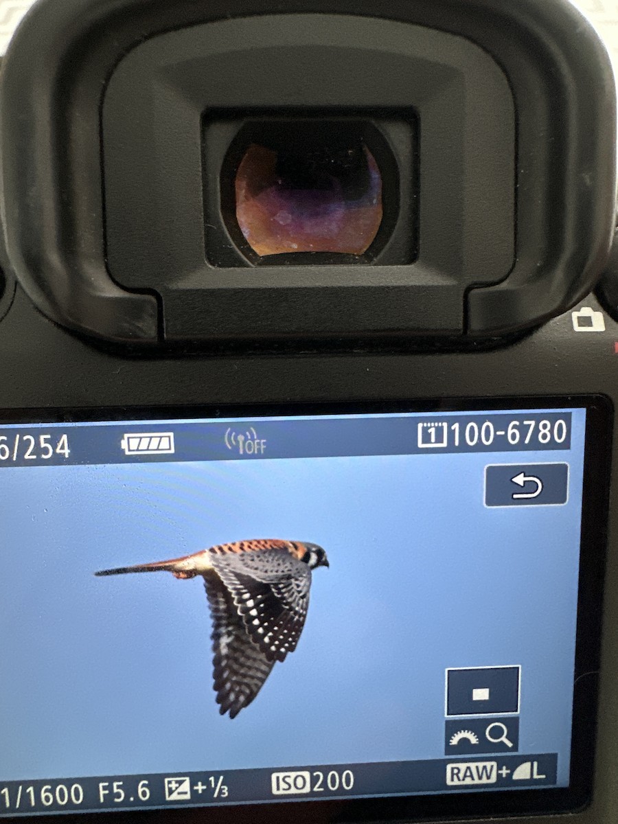 American Kestrel - ML626537936