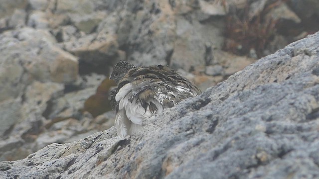 White-tailed Ptarmigan - ML626537965