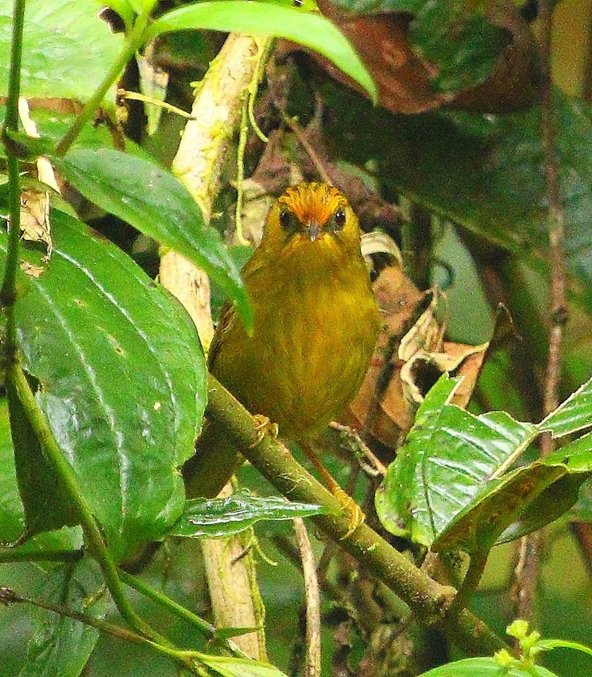 Golden Babbler - ML62653811