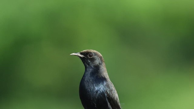 Indian Robin - ML626538113