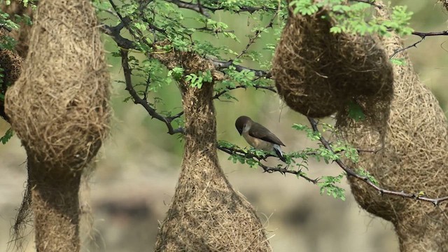 Indian Silverbill - ML626538217