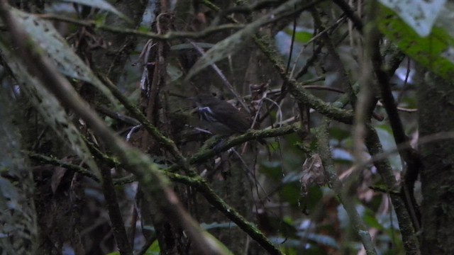 Ringed Antpipit - ML626538281