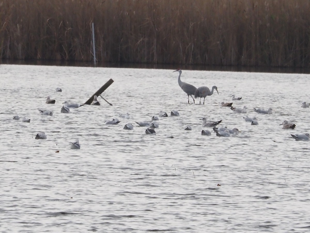 Sandhill Crane - ML626538314