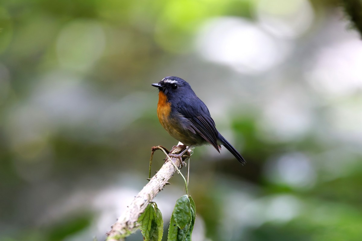 Snowy-browed Flycatcher - ML626538704