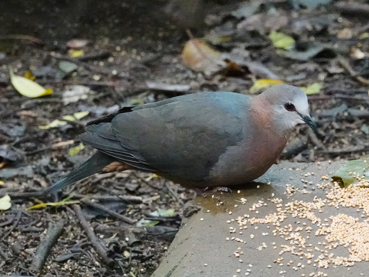 Paloma Caripálida (larvata/bronzina) - ML626538748