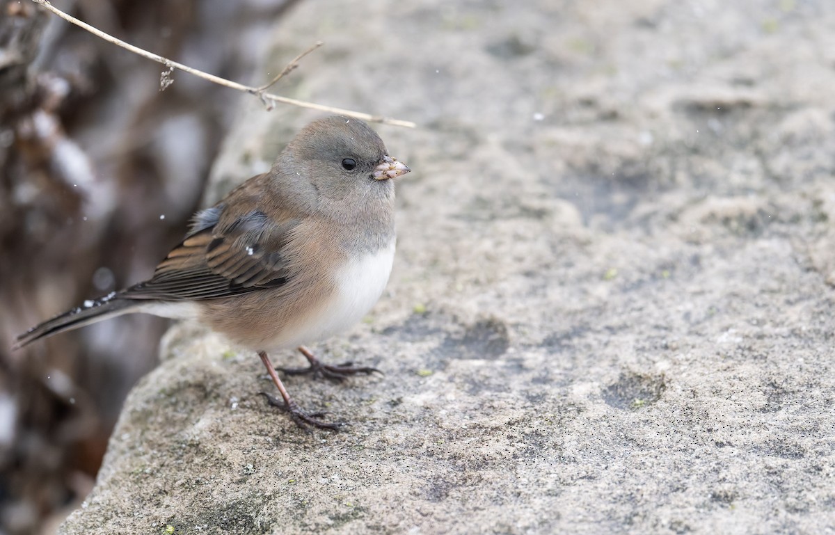 Junco ardoisé (cismontanus) - ML626538902