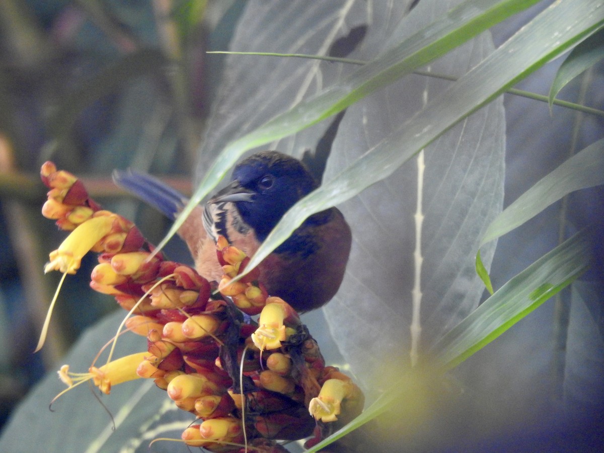 Orchard Oriole - ML626538917