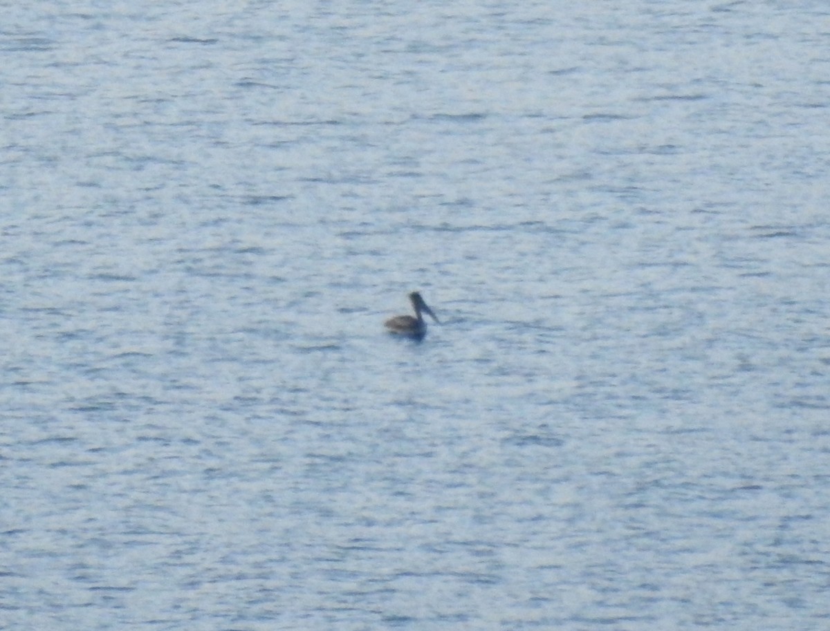 Brown Pelican - ML626538923