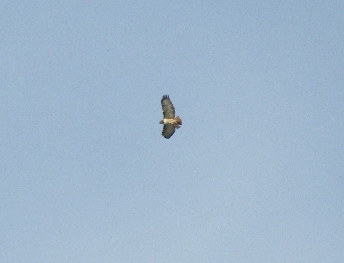 Red-tailed Hawk - ML626538937