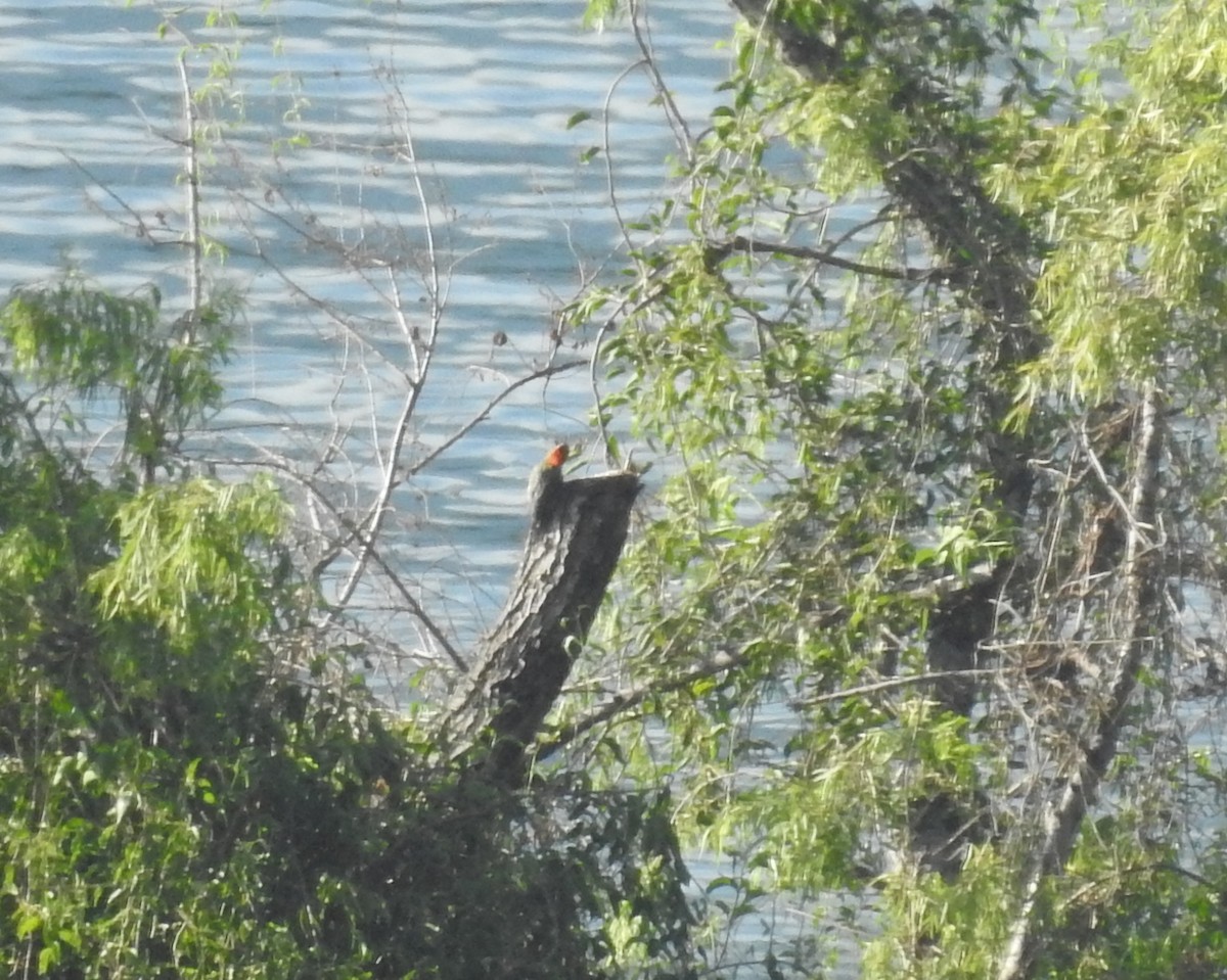 Golden-fronted Woodpecker - ML626538943