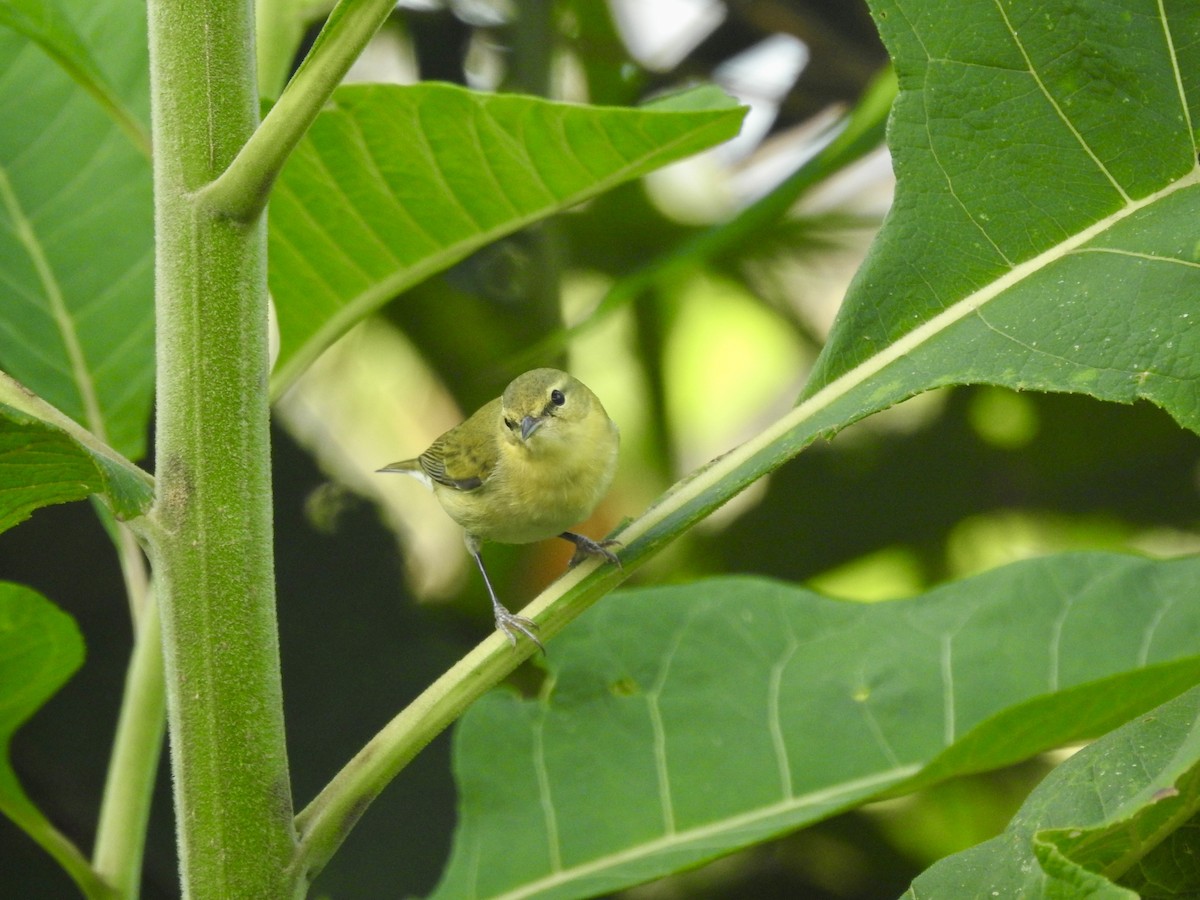 Tennessee Warbler - ML626538952