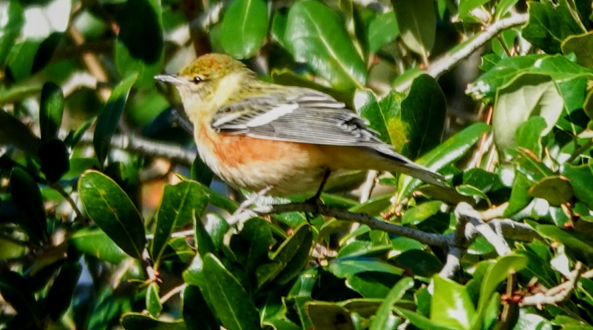 Bay-breasted Warbler - ML626538955