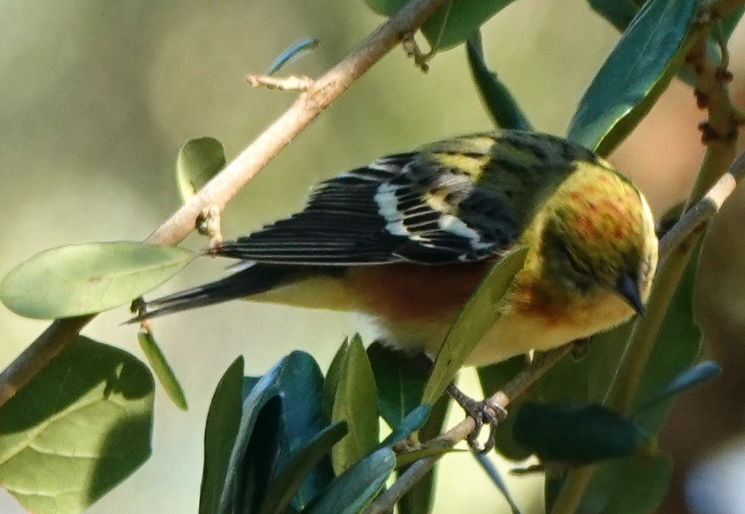 Bay-breasted Warbler - ML626538992