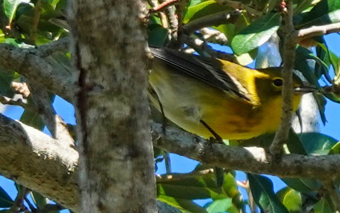 Pine Warbler - ML626539011