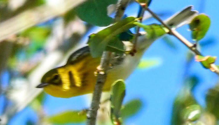 Pine Warbler - ML626539031