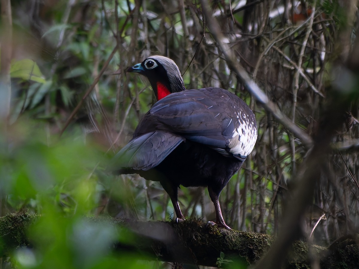 Black-fronted Piping-Guan - ML626539038