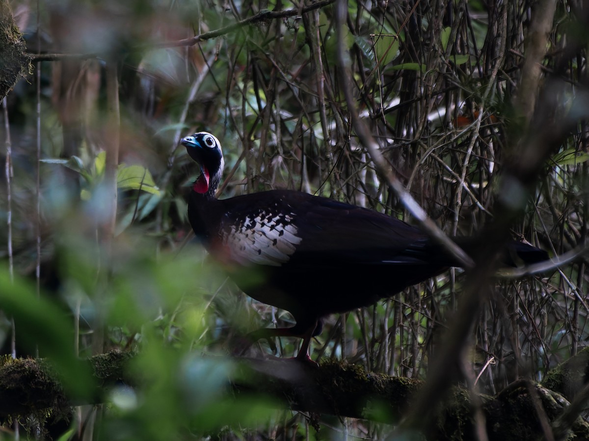 Black-fronted Piping-Guan - ML626539039