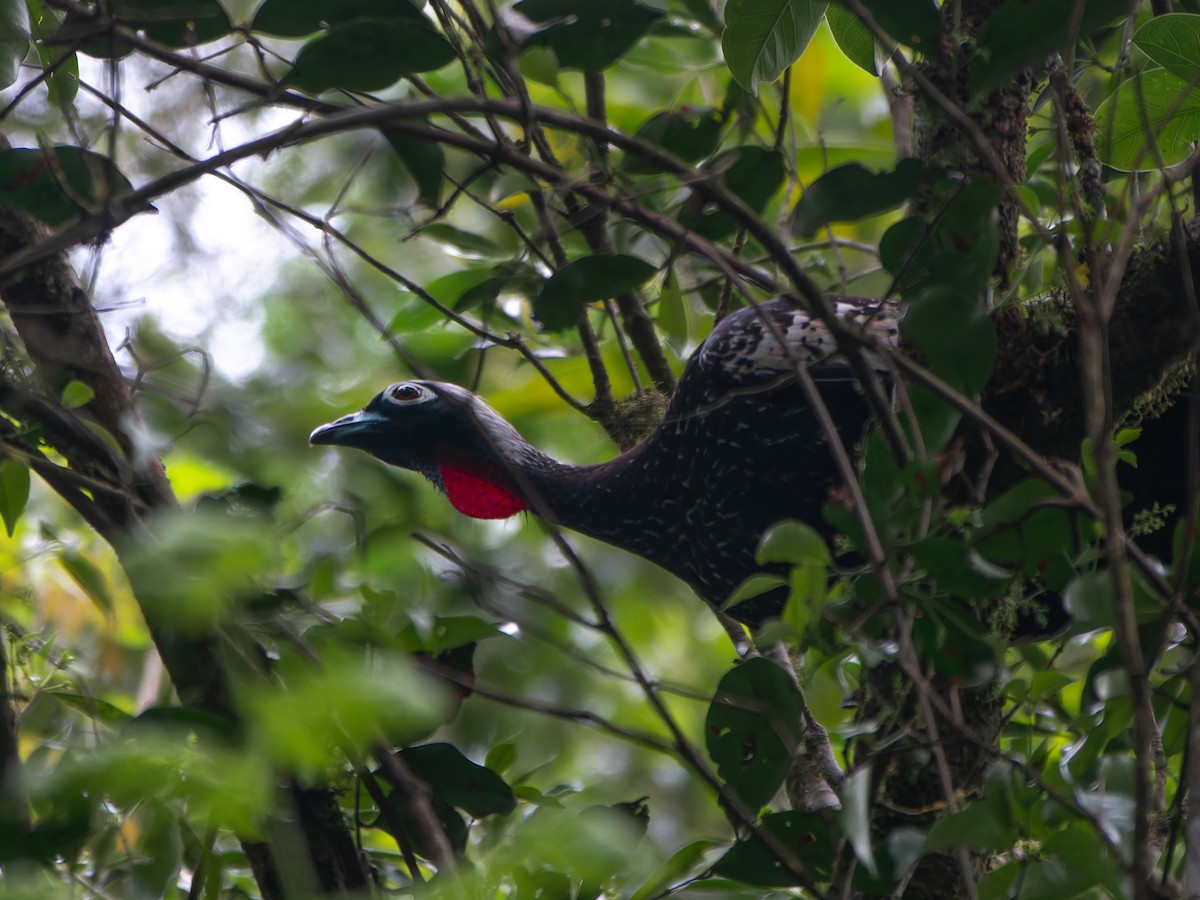 Black-fronted Piping-Guan - ML626539040