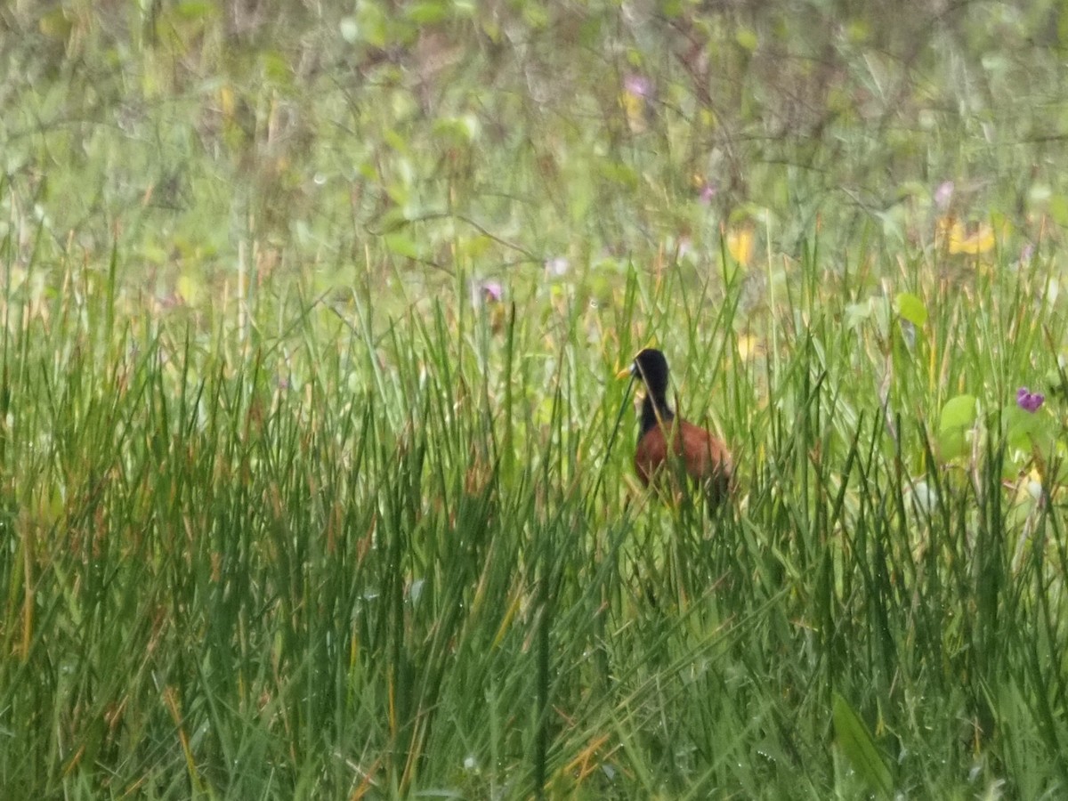 Jacana Centroamericana - ML626539094