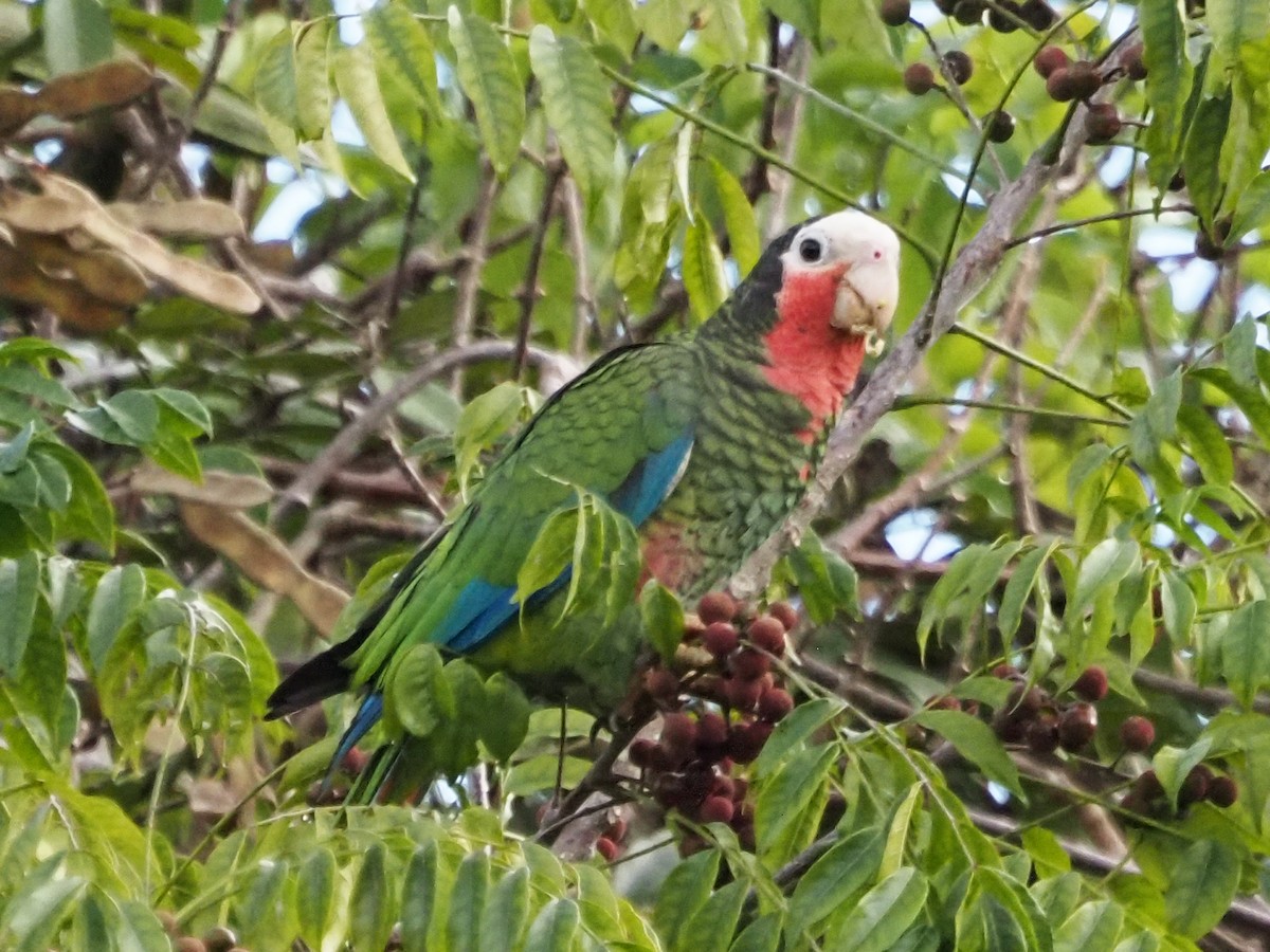 Amazona Cubana (leucocephala) - ML626539124