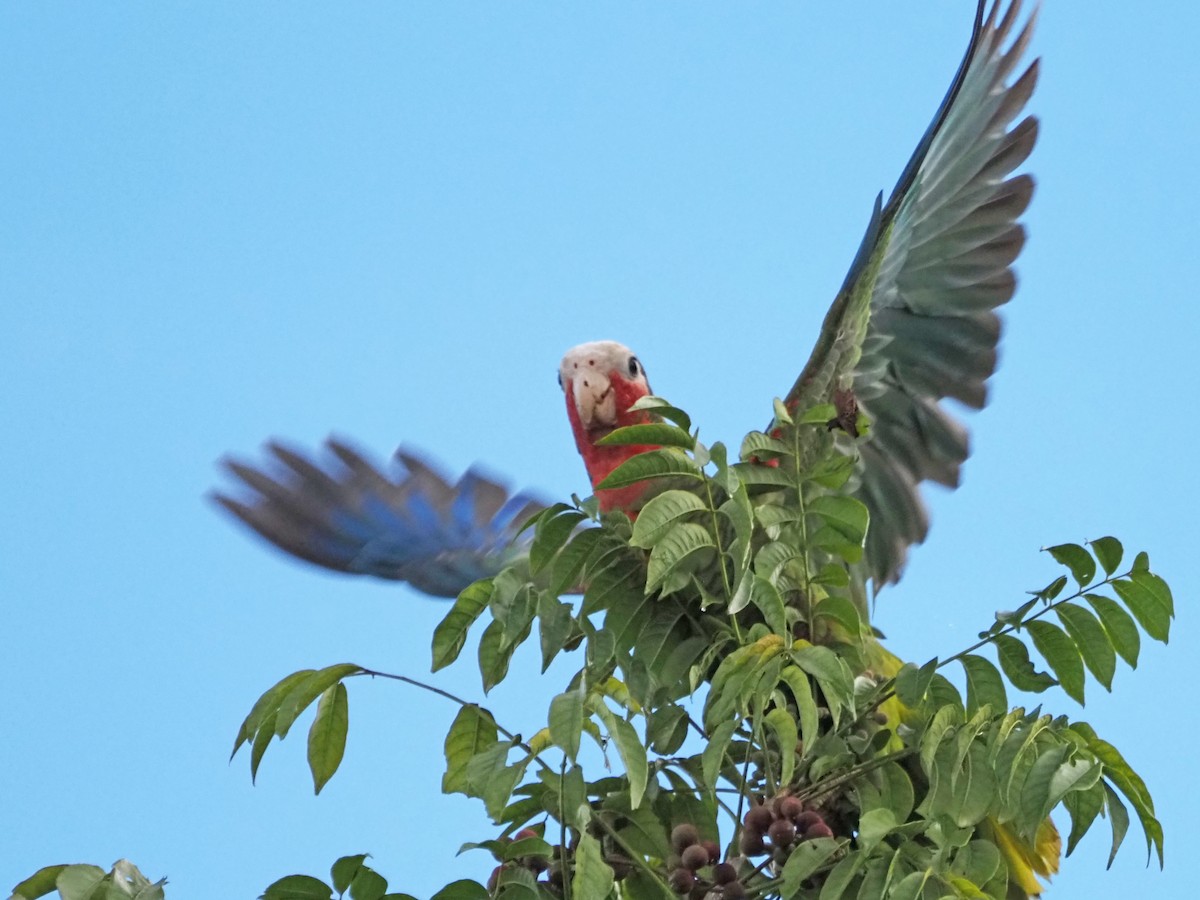 Amazona Cubana (leucocephala) - ML626539125