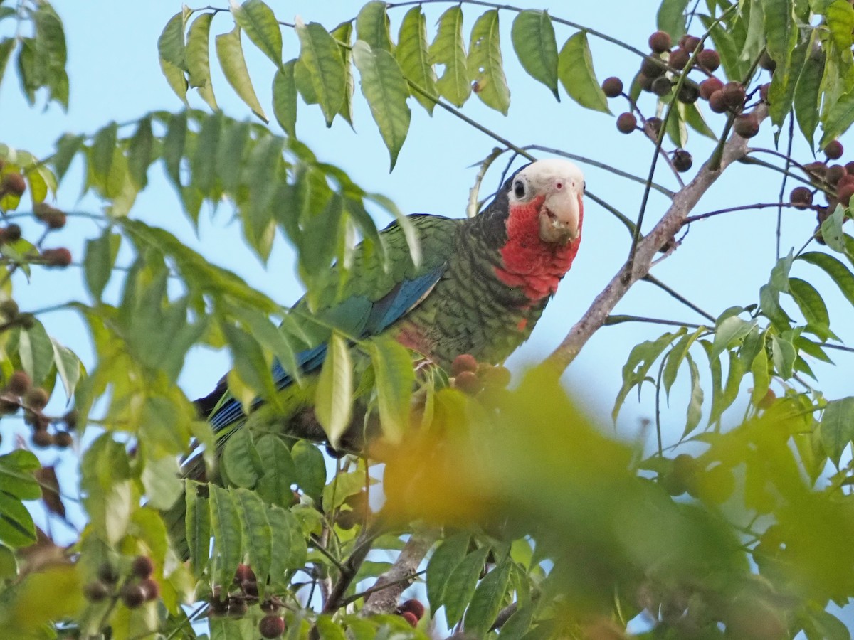 Amazona Cubana (leucocephala) - ML626539126