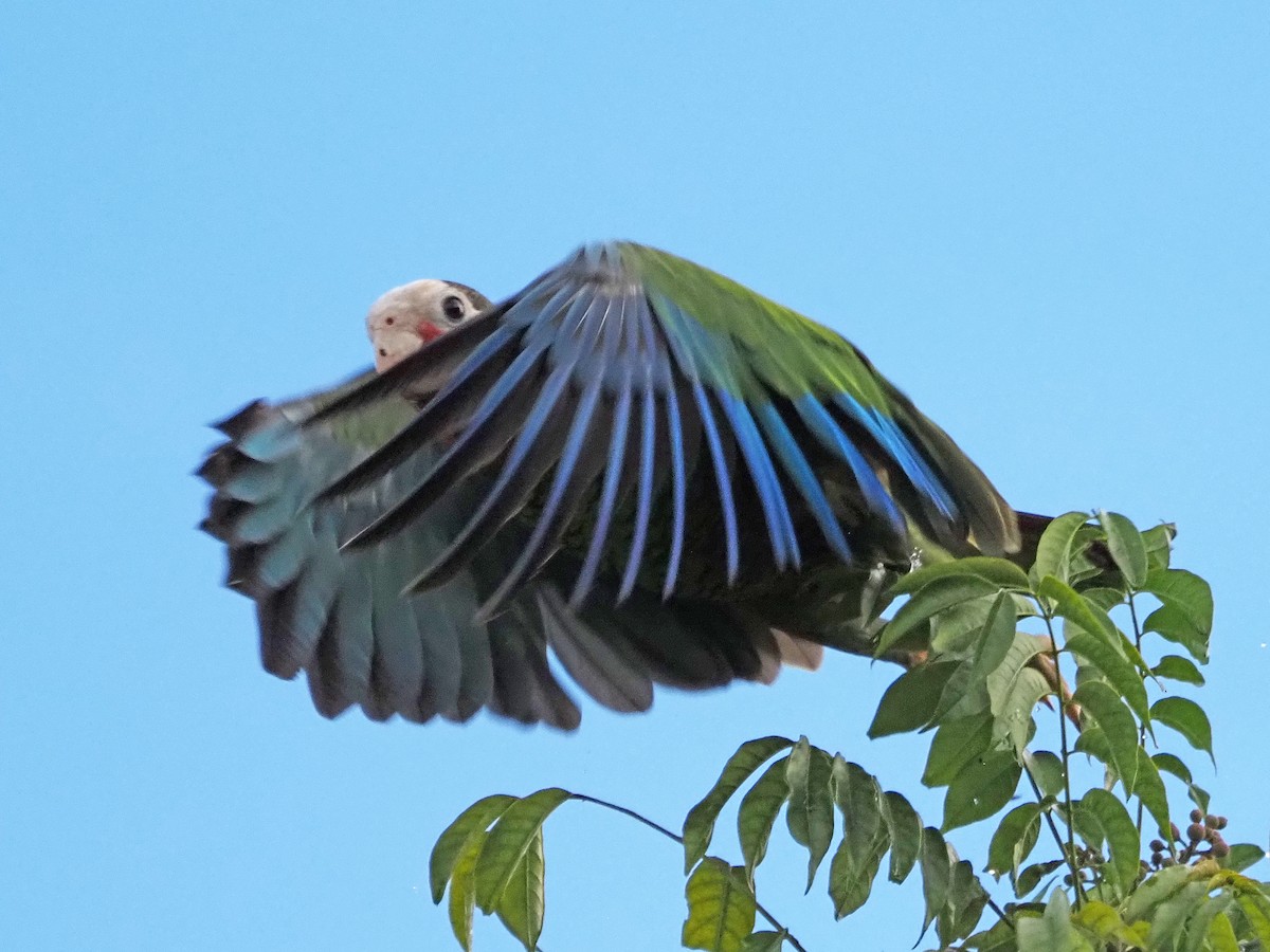 Amazona Cubana (leucocephala) - ML626539127