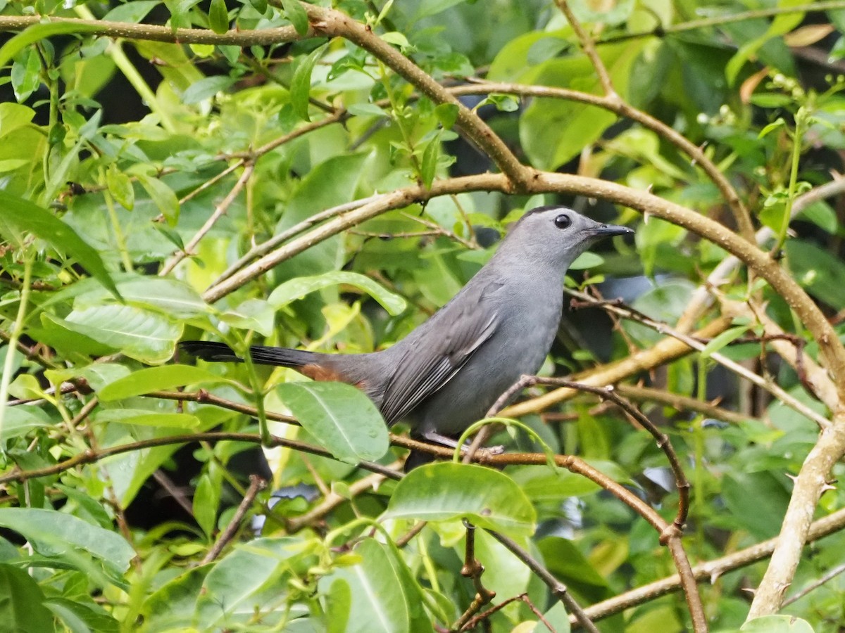 Pájaro Gato Gris - ML626539172