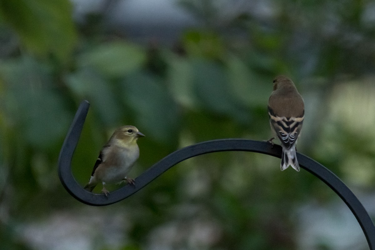American Goldfinch - ML626539245