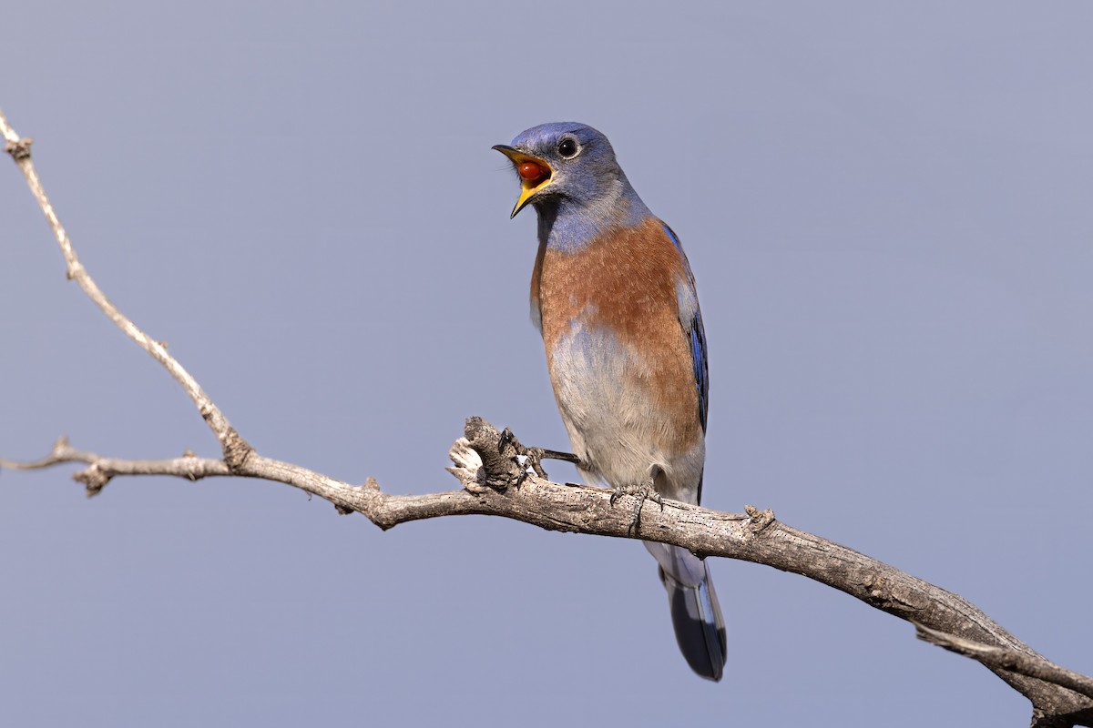 Western Bluebird - ML626539306