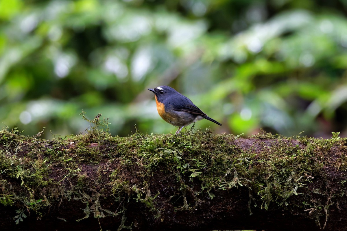 Snowy-browed Flycatcher - ML626539401